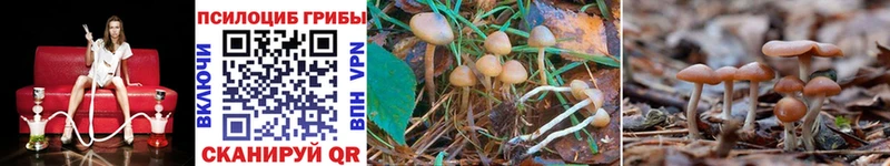 Галлюциногенные грибы Psilocybe  Купить закладки  Верхоянск 